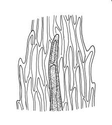 Eurhynchium praelongum, abaxial costal spine of branch leaf. Drawn from J. Child 6659, CHR 429182.
 Image: R.C. Wagstaff © Landcare Research 2019 CC BY 3.0 NZ